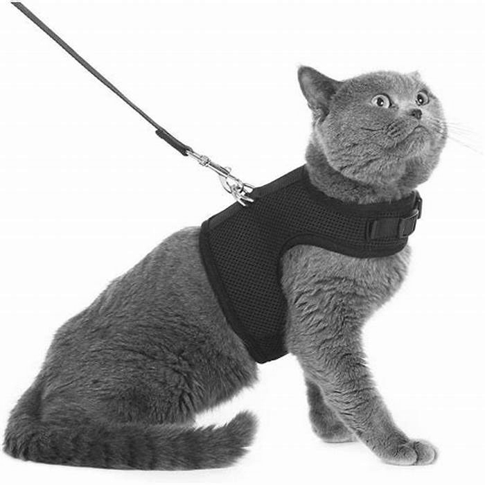 Best Cat Harnesses: A Review of Safe and Comfortable Walking Gear