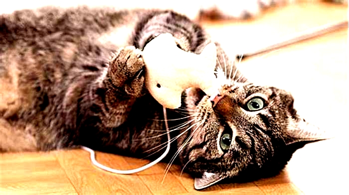 Budget-Friendly Fun: Top Affordable Cat Toys Reviewed