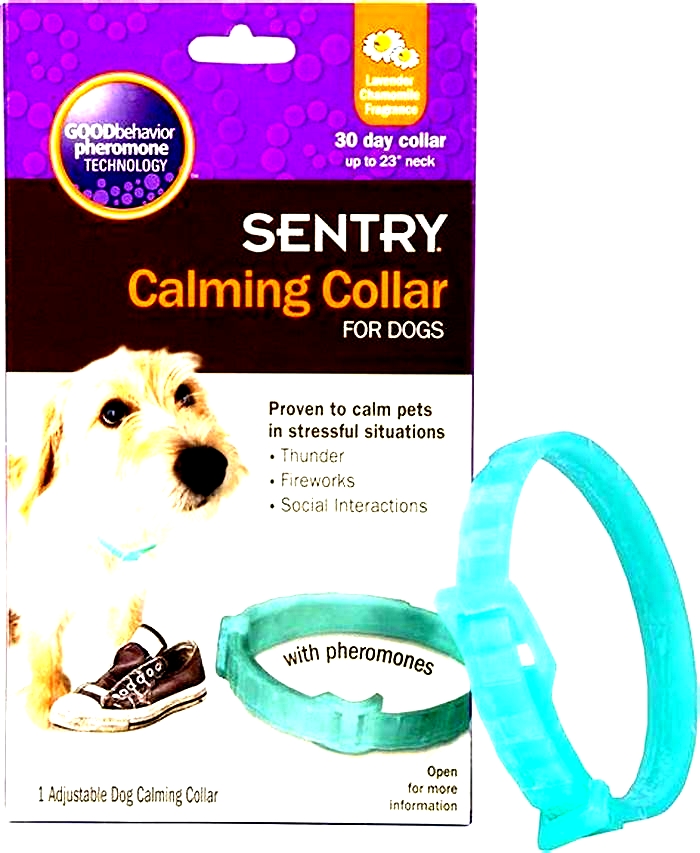 Calming Collars Compared: Finding the Right Option for Your Anxious Dog