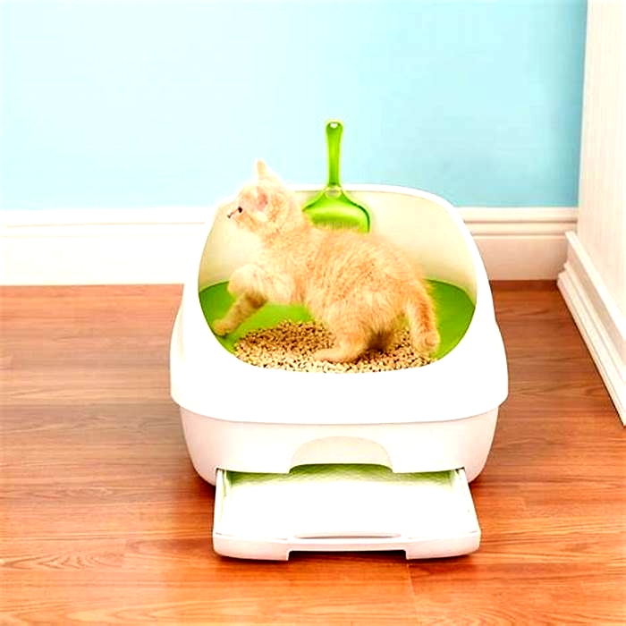 Cat Litter Box Comparison: Finding the Most Convenient and Effective Solution