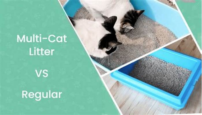 Cat Litter Comparison: Finding the Most Effective and Low-Maintenance Option