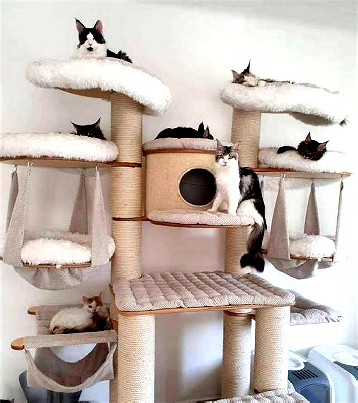 Cat Tree Comparison: Finding the Sturdiest and Most Entertaining Designs