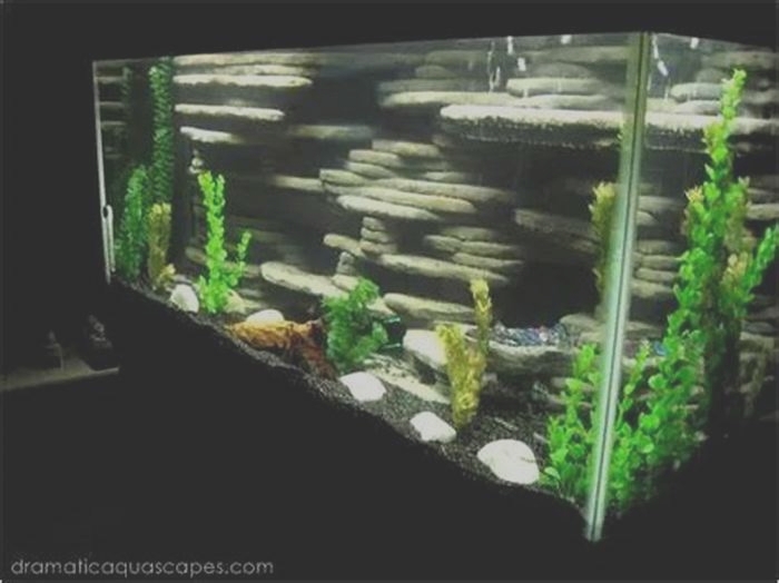 DIY Aquarium Background: Creating a Beautiful and Realistic Backdrop for Your Fish Tank