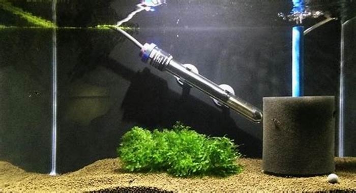 DIY Aquarium Heater: Maintaining the Perfect Water Temperature for Your Fish