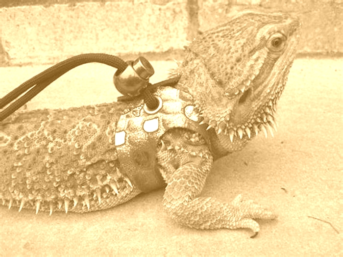 DIY Lizard Leash and Harness: Taking Your Reptilian Friend on Safe Adventures