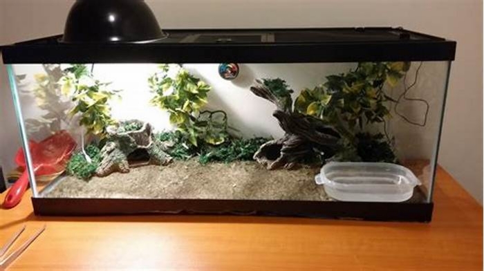 DIY Lizard Terrarium: Building the Perfect Habitat for Your Reptilian Friend