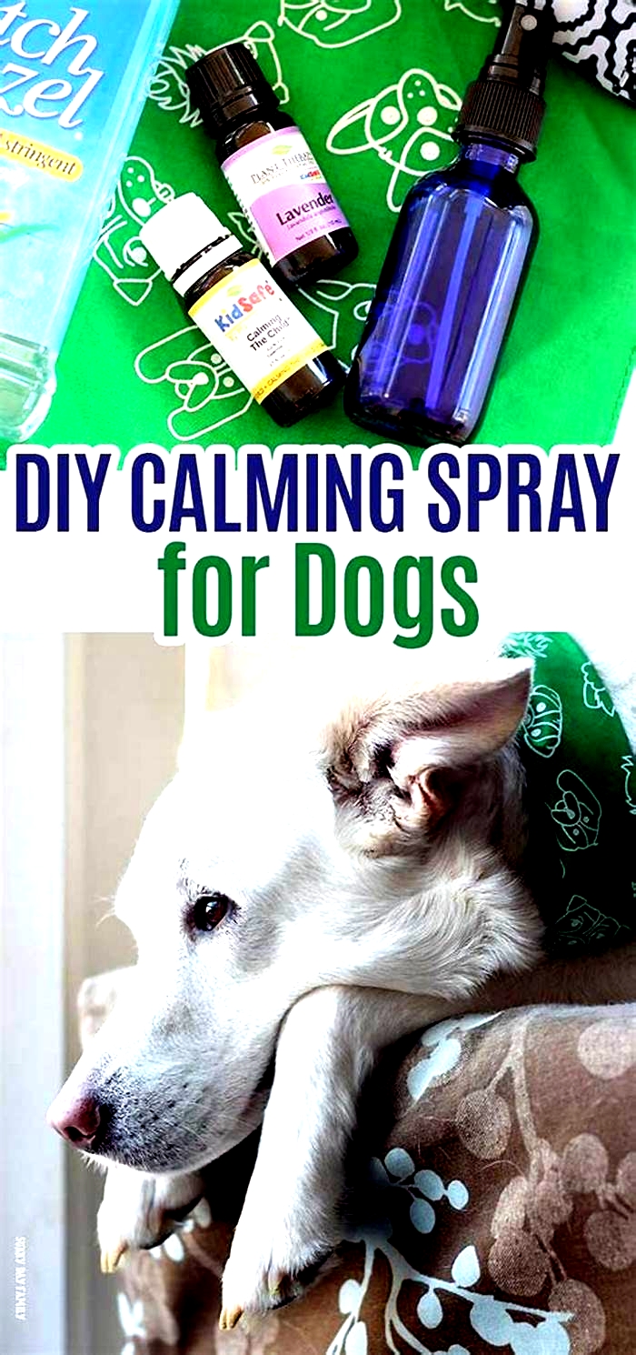 DIY Pet Calming Products: Natural Remedies for Anxiety