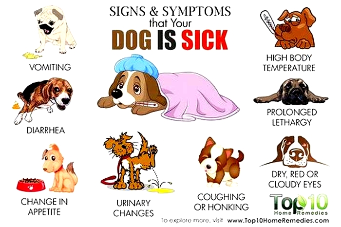 Do dogs know if they are sick?