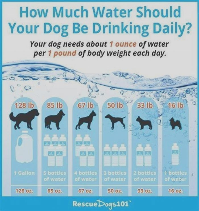 Do dogs need water all day?