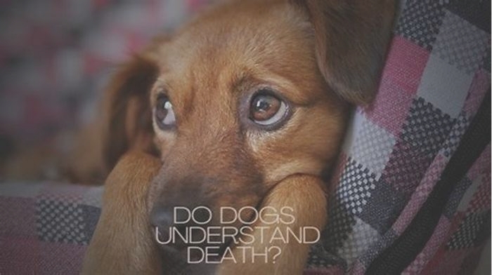 Do dogs understand death of owner?