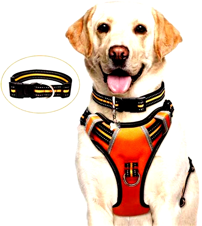 Dog Harnesses: Reviewing the Top Picks for Comfort and Control