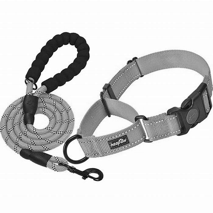 Dog Leash Comparison: Choosing the Right Leash for Control and Comfort