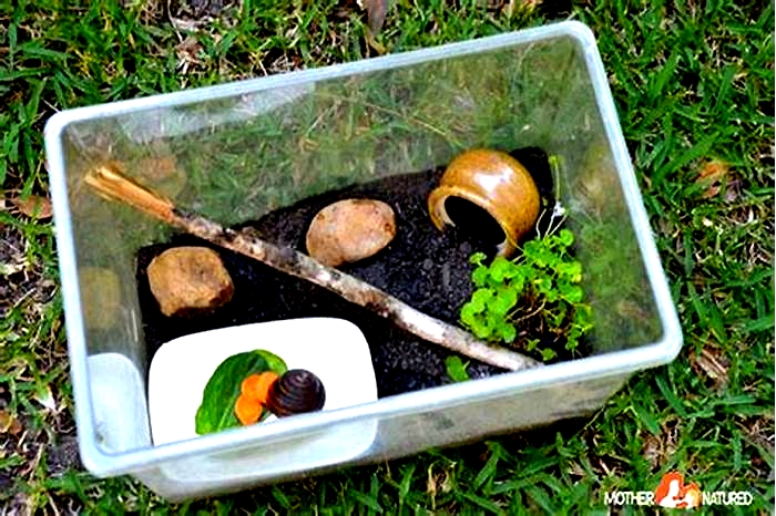 Enrichment Activities for Pet Snails: Keeping Your Gastropods Happy and Engaged