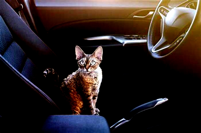 Helping Your Cat Overcome a Fear of Car Travel: Tips for a Smooth and Stress-Free Ride