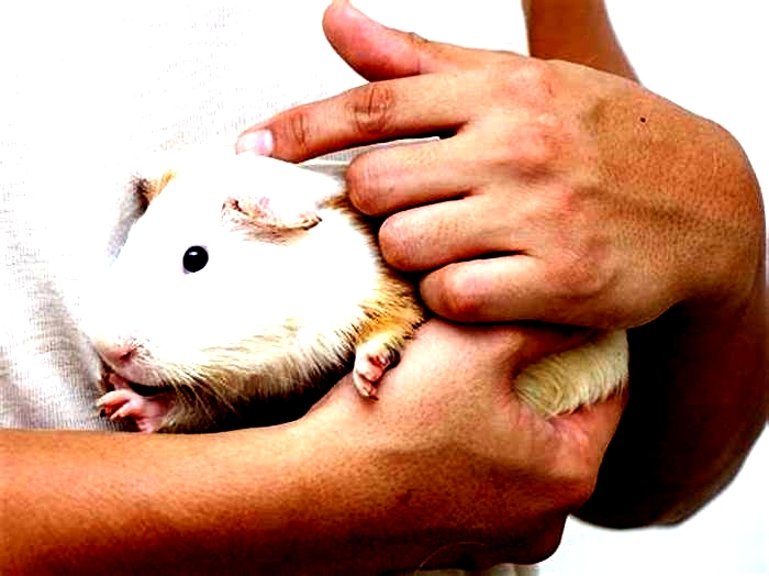 Helping Your New Pet Guinea Pig Adjust to Their Forever Home