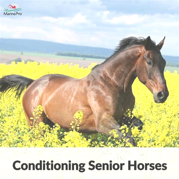 Helping Your Senior Horse Stay Active and Healthy: Safe Exercise Options