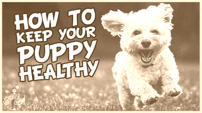 How do I keep my pet dog healthy?