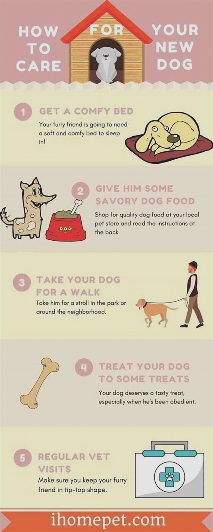 How do you take care of a dog for beginners?