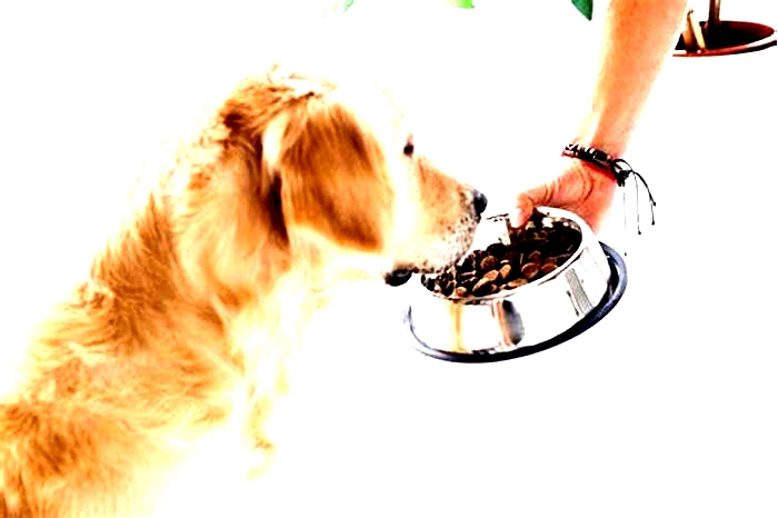 How to Choose the Right Dog Food for Your Pet