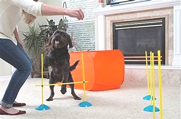 Indoor Pet Exercise Ideas: Keeping Them Active and Healthy