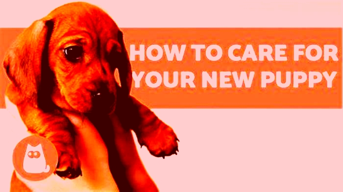 Is it easy to take care of a pet?