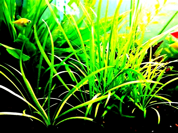 Low-Light Luxury: Top Live Plants for Low-Light Aquariums