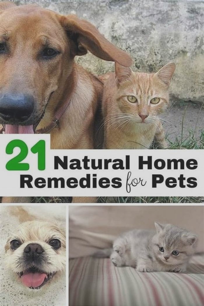 Natural Remedies for Pet Health Issues: Safe and Effective Options