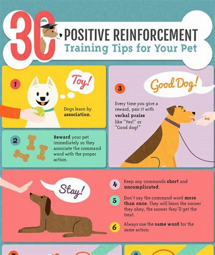 Pet Behavior Modification Techniques: Positive Reinforcement Methods