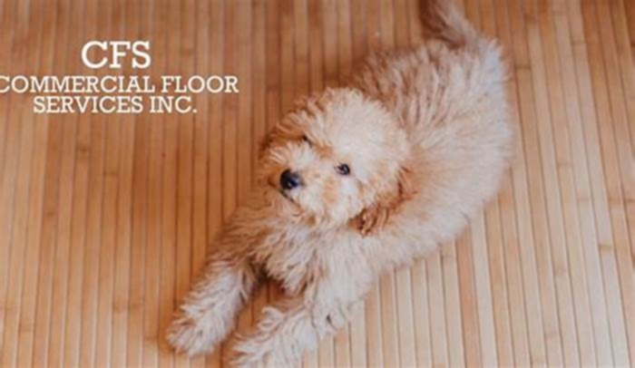 Pet-Friendly Flooring Options: Durable and Comfortable Choices