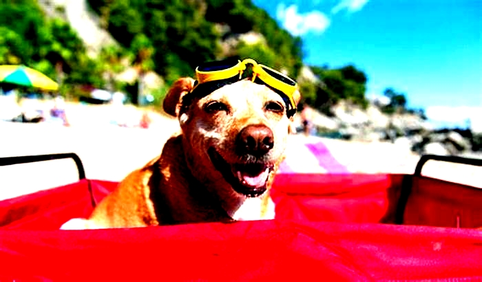 Pet-Friendly Travel Destinations: Planning Your Next Adventure