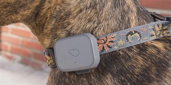 Pet GPS Trackers: Reviewing the Top Picks for Peace of Mind