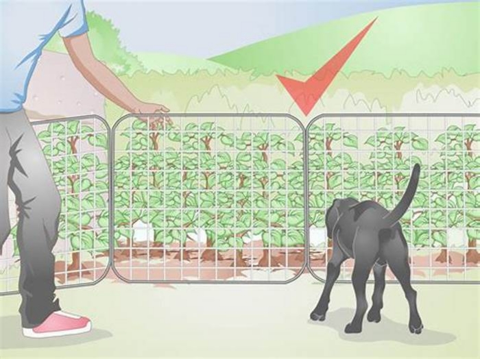 Pet-Proofing Your Garden: Creating a Safe Outdoor Environment