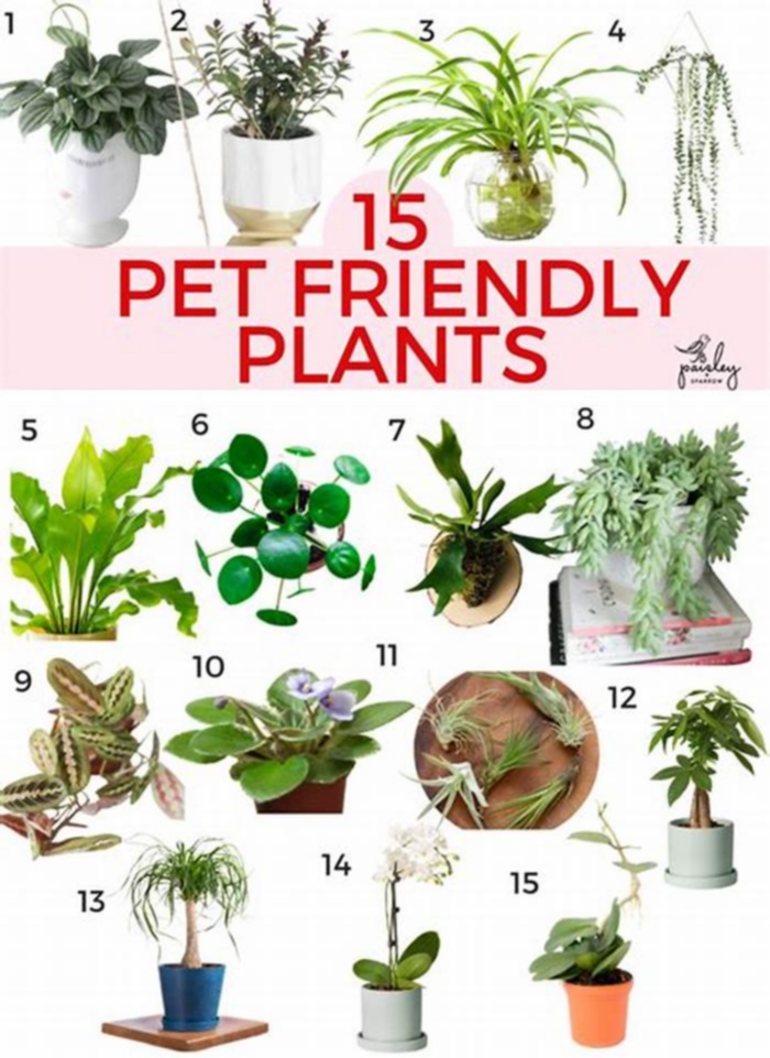 Pet-Safe Plants for Your Home: Adding Greenery Without Risks