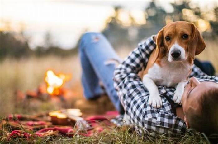 Pet Stress Management Techniques: Creating a Calm Environment