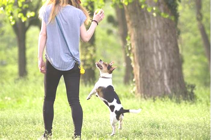 Positive Reinforcement Dog Training: Building a Strong Bond with Your Canine Companion