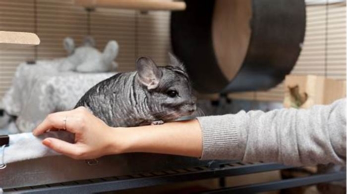 Positive Reinforcement Training for Pet Chinchillas: Building a Bond and Encouraging Good Behavior