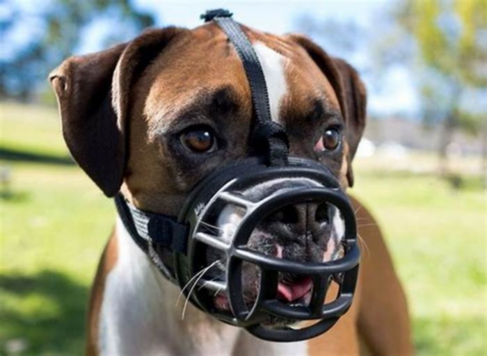 Reviewing Dog Muzzles: Ensuring Safe and Humane Restraint