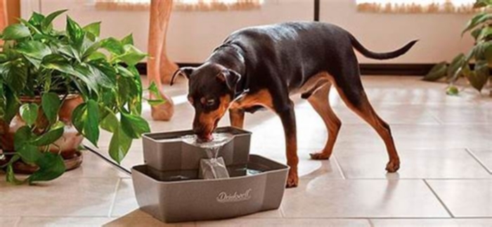 Reviewing Pet Water Fountains: Keeping Your Pet Hydrated in Style