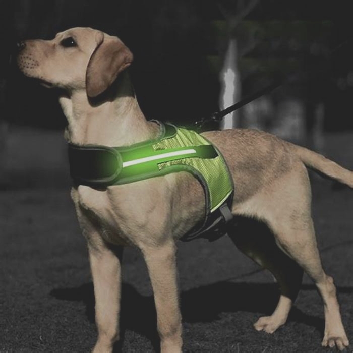 Safety in the Dark: Top Reflective Dog Harnesses Compared