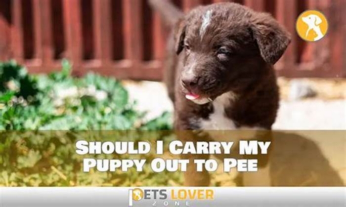 Should I carry my puppy out to pee?