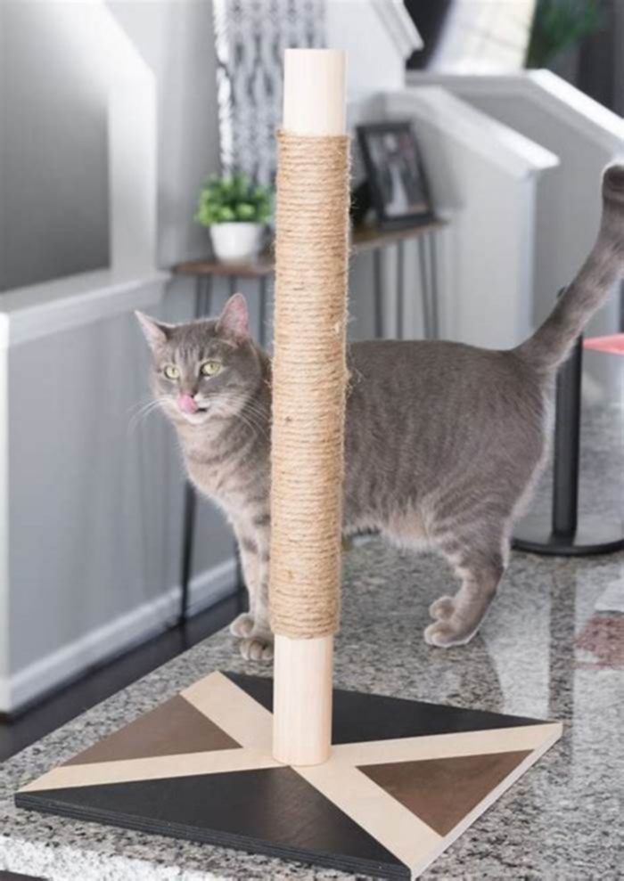 Teaching Your Cat to Use a Scratching Post: Saying Goodbye to Ruined Furniture