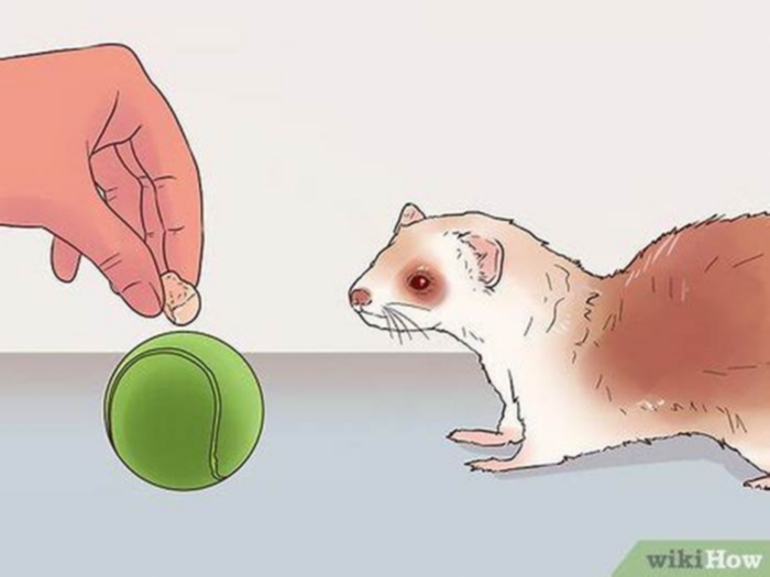 Teaching Your Ferret to Play Fetch: Unconventional Fun for Unconventional Pets