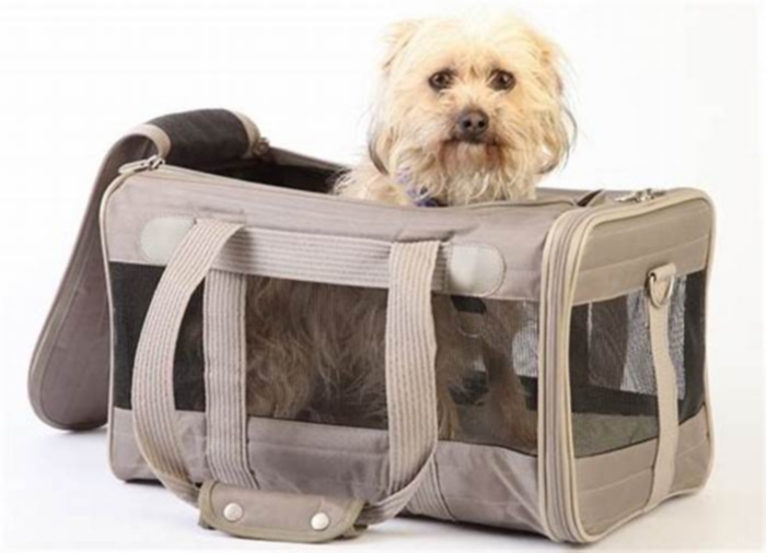 Train Travel Approved: Top Pet Carriers for Train Journeys