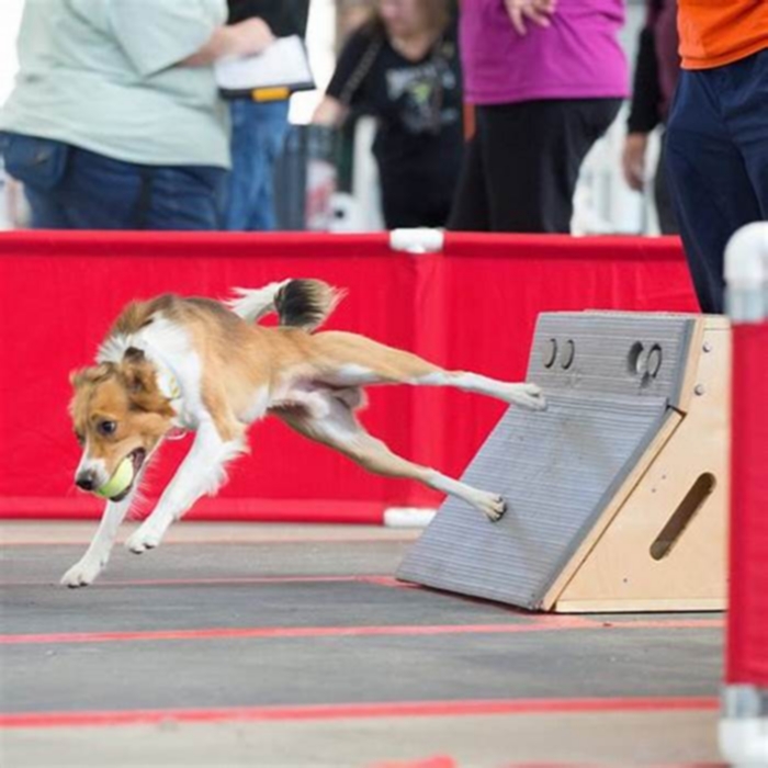 Training Your Dog for Flyball Competitions: A Fun and Fast-Paced Sport