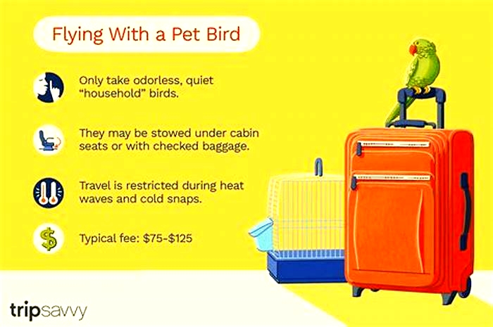 Traveling with Your Pet Bird: Essential Tips for a Smooth Flight