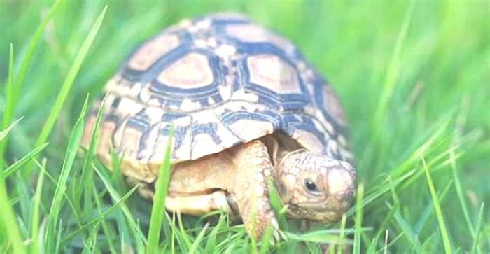 Traveling with Your Pet Turtle: Essential Supplies and Considerations