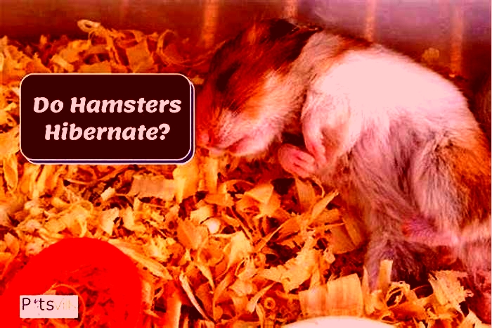 Understanding Hamster Hibernation: Signs, Cues, and How to Prepare