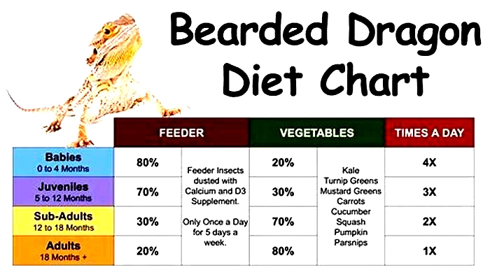 Understanding Your Bearded Dragon's Nutritional Needs: Choosing the Right Diet