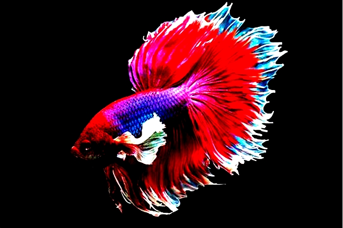 Understanding Your Betta Fish: Creating the Perfect Habitat for a Happy Tail (Though betta fish don't have tails)