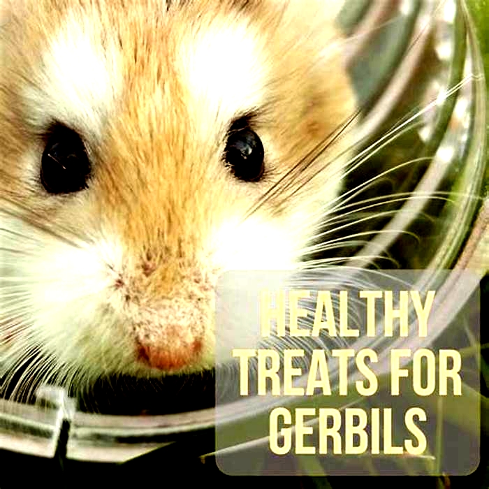 Understanding Your Pet Gerbil's Diet: Nutritional Needs and Feeding Tips